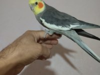 Ele kola geliyor 10 aylık kus