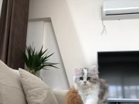 2 AYLIK CHİNCHİLLA YAVRULARIMIZ YENİ YUVALARINI BEKLİYOR