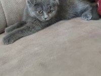 Sevimli gri scottish fold yavru