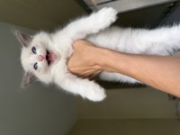Ragdoll yavrular dişi erkek