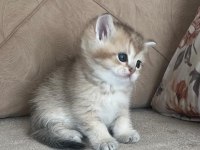 Safkan british shorthair mavi gözlü yavrular