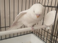 Albino 46 günlük yavrumuhabbet kuşu konuşmaya çok yatkın