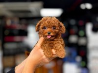 En Özel Safkan Şecereli Poodle Yavrular