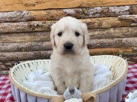Baby face safkan Golden retriever yavrularımız