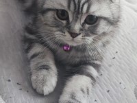 4 Aylık Scottish Fold