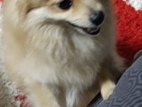 Pomeranian Spitz Uyguna Verilecek (Acil)