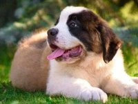 Safkan st bernard yavrular