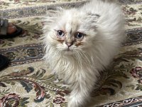 British Longhair