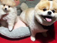 Pomeranian Yavrularımız