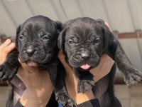 Cane corsa alan koruma köpeği yavruları 