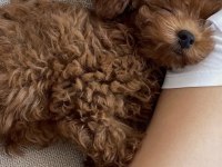 Korean Toy Poodle