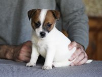 FCI şecereli dereceli soydan gelen jack russell