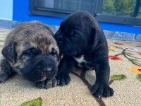 ÖZEL RENKLERE SAHİP CANE CORSO YAVRULAR
