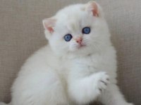En Sakin Yavrulardan NS1133 British Shorthair