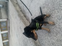 Rottweiler 3.5 aylık