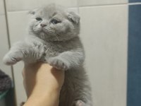 British shorthair 55 günlük