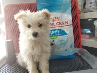 Terrier Özel Erkek