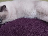 British longhair blue point cinsi 9 aylık erkek