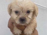 Maltipoo kalite yavrular ırk sağlık garantili