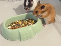 Ücretsiz Yavru Suriye Hamster (Evcil ısırmayan)