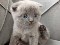 Scottish fold mavi gözlüler