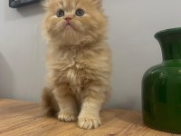 Peluş Ayıcık Gibi British Bebeğim