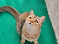 Golden British Shorthair