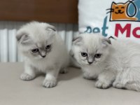 Show kalite scottish fold yavrularımızı canlı görün