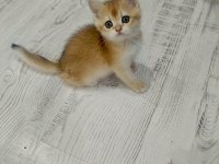 Minicik british shorthair bebişlerim