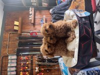 Dev kampanya minik bedenler toy Poodle