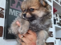 ORJİNAL Pomeranian boo