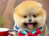 Erkek pomeranian yavrumuz