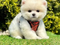 Sevimli Pomeranian Boo Yavrularımız
