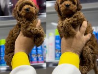 2 ayı geçkin testleri yapılmış minik RED poodle
