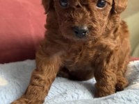 Kalite Toy Poodle Yavrularımız Yeni Ailelerini Bekliyor
