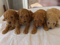 Poodle yavrusu bebeğimiz