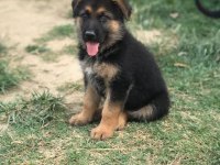 Alman çoban köpeği (alman kurdu)