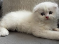 Ailenize yeni bir dost kediniz olsun