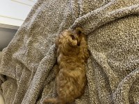 Cavapoo cinsi dişi