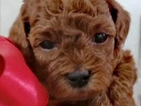 Toypoodle Yavrularımız 