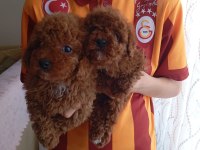 BİRBİRİNDEN GÜZEL EV ÜRETİMİ POODLE BEBEKLERİMİZ