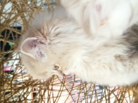 British longhair bly ay12