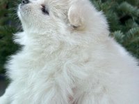 2 pomeranian kızımız