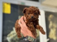 Petmode Köpek Çiftliğinden Tea Cup Kore Poodle