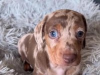 Üst Kalite Dachshund Bebeklerimiz Garantili