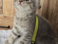 Yavrular British Longhair Silver Point Ve Gold