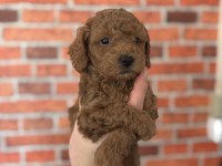 7 Yıllık Tecrübemiz ile poodle yavrularımız sizlerle
