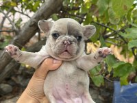 French bulldog sevenler