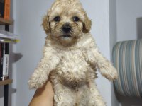 Maltipoo bebekler
