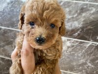 Orjinal minyatür toy poodle yavrular 